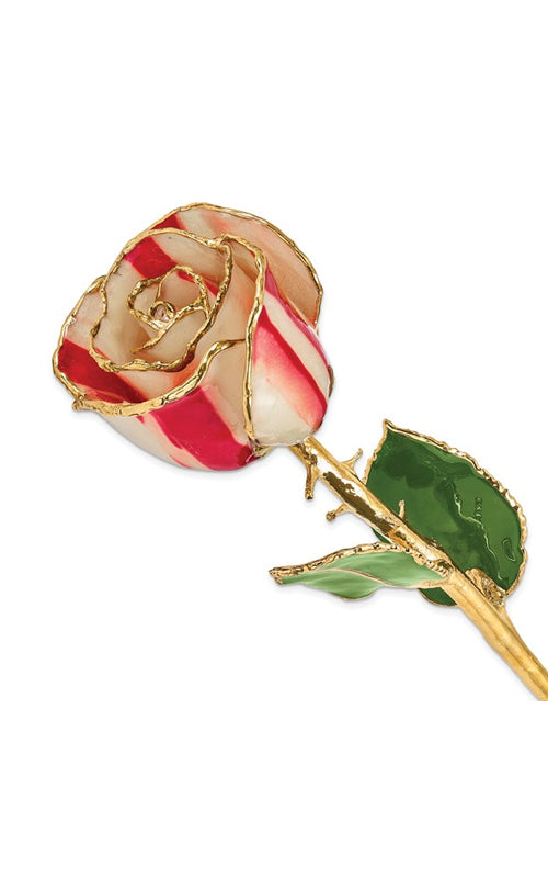 Albert's Lacquer Dipped Gold Trimmed Peppermint Real Rose GP9352