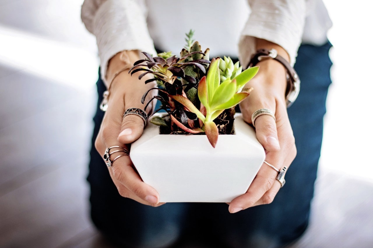 A woman wearing PANDORA jewelry holds a potted succulent plant.